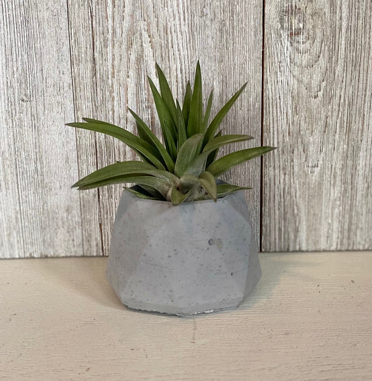 Small Geometric Concrete Air Plant Holder