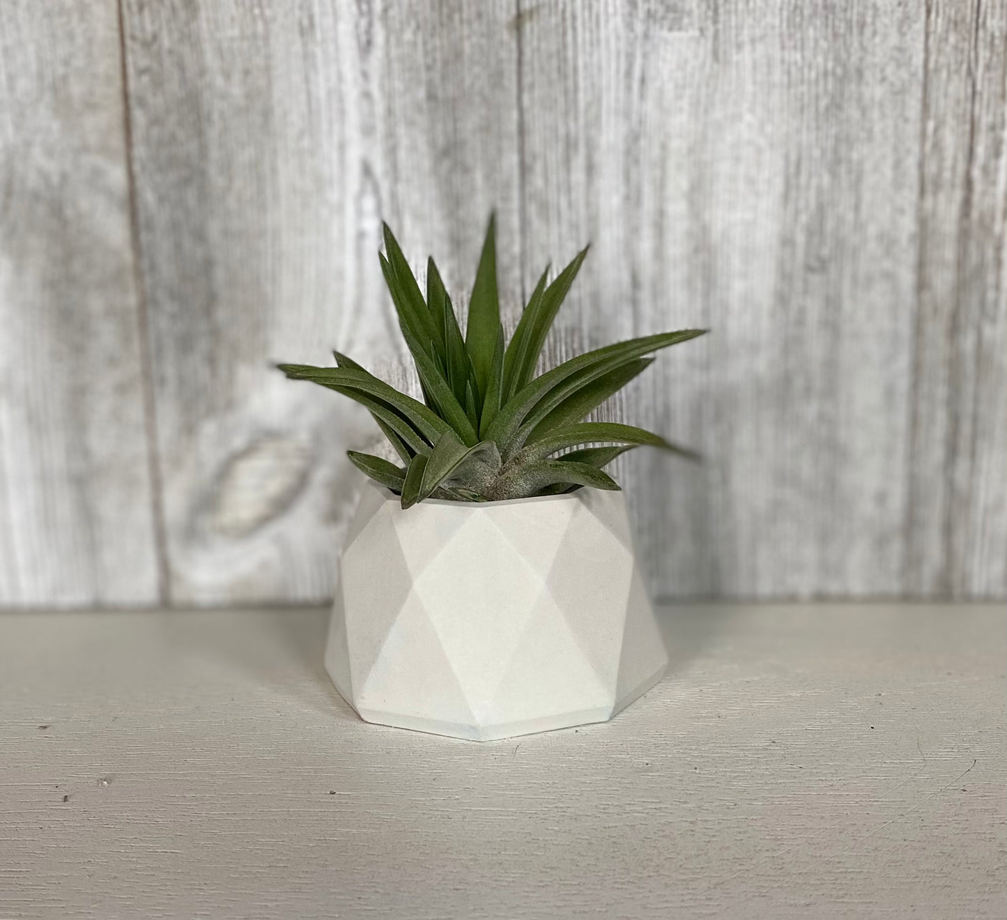 Small Geometric Concrete Air Plant Holder