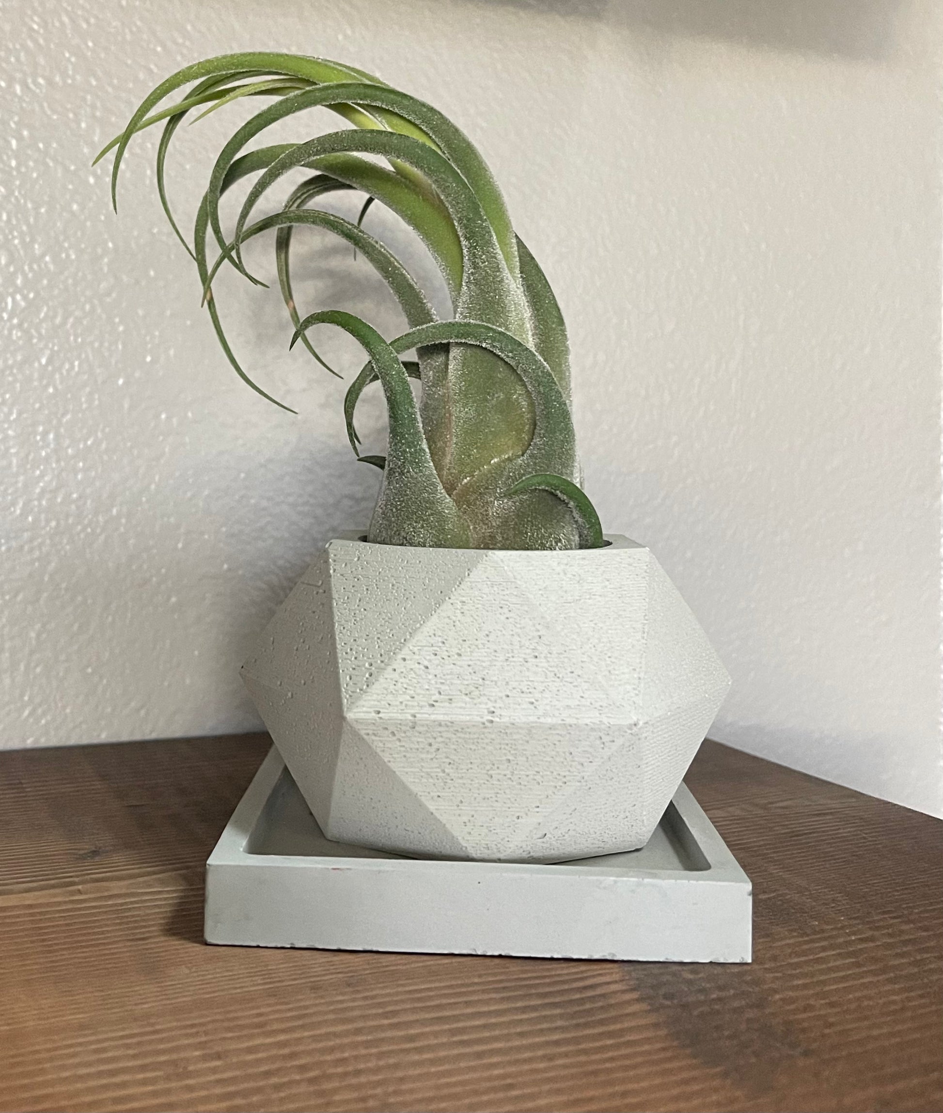 seleriana air plant Tillandsia Seleriana Air Plant – Concrete Jungle 208