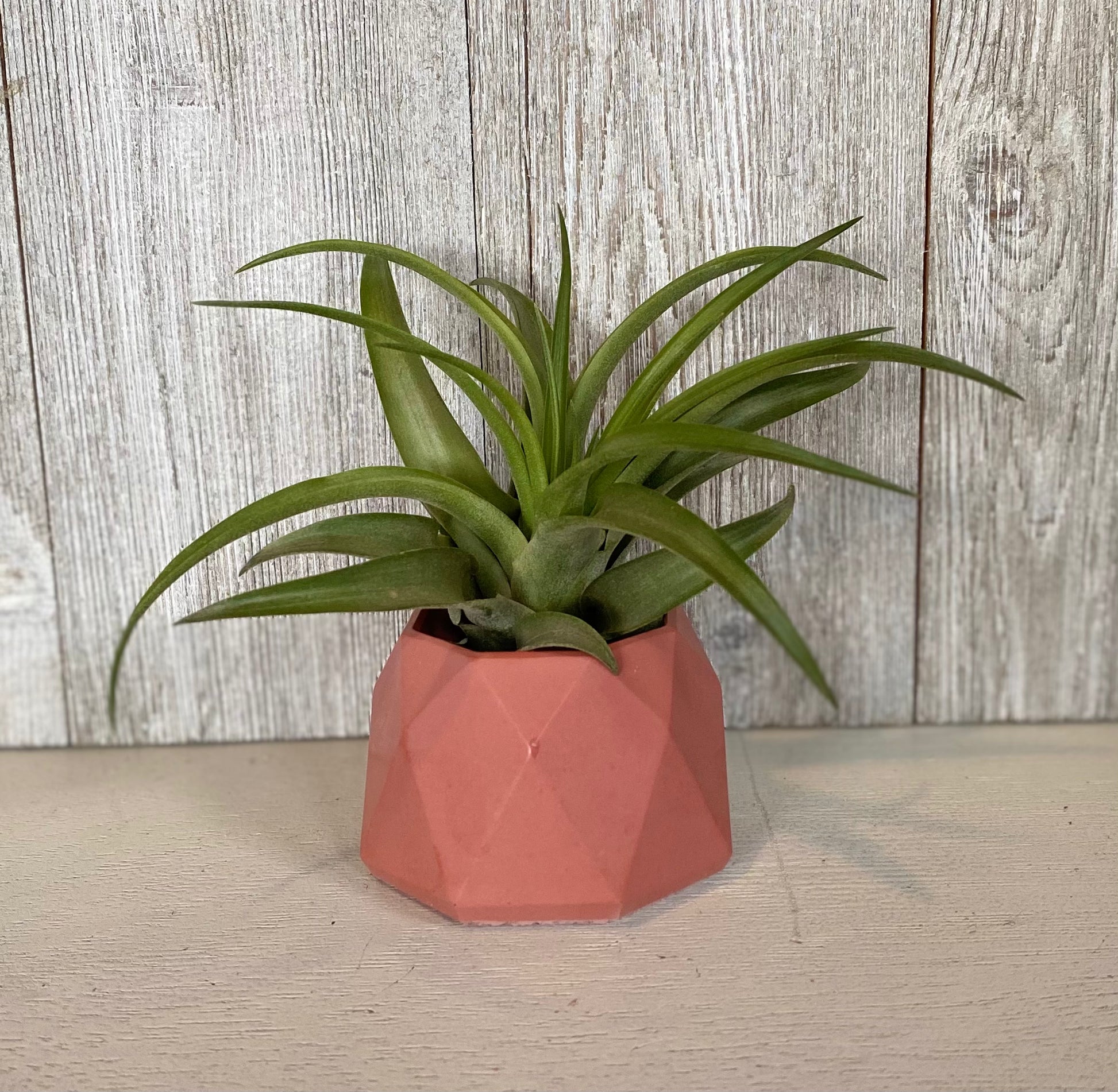 concrete air plant holder Small Geometric Concrete Air Plant Holder – Concrete Jungle 208