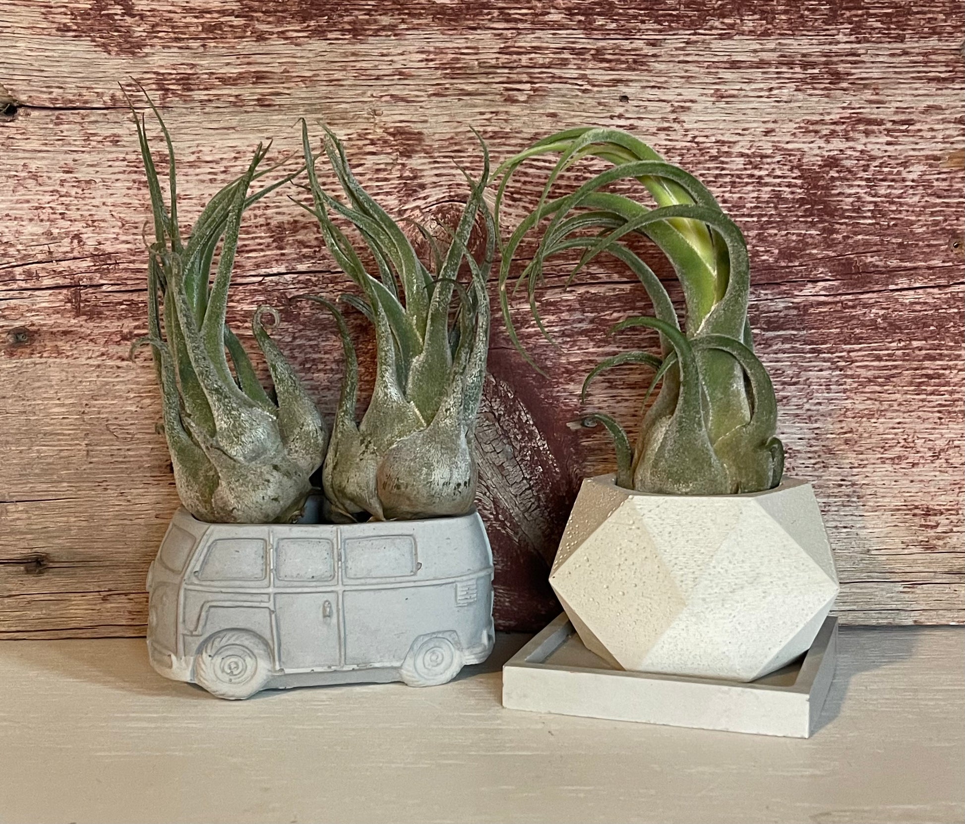 seleriana air plant Tillandsia Seleriana Air Plant – Concrete Jungle 208