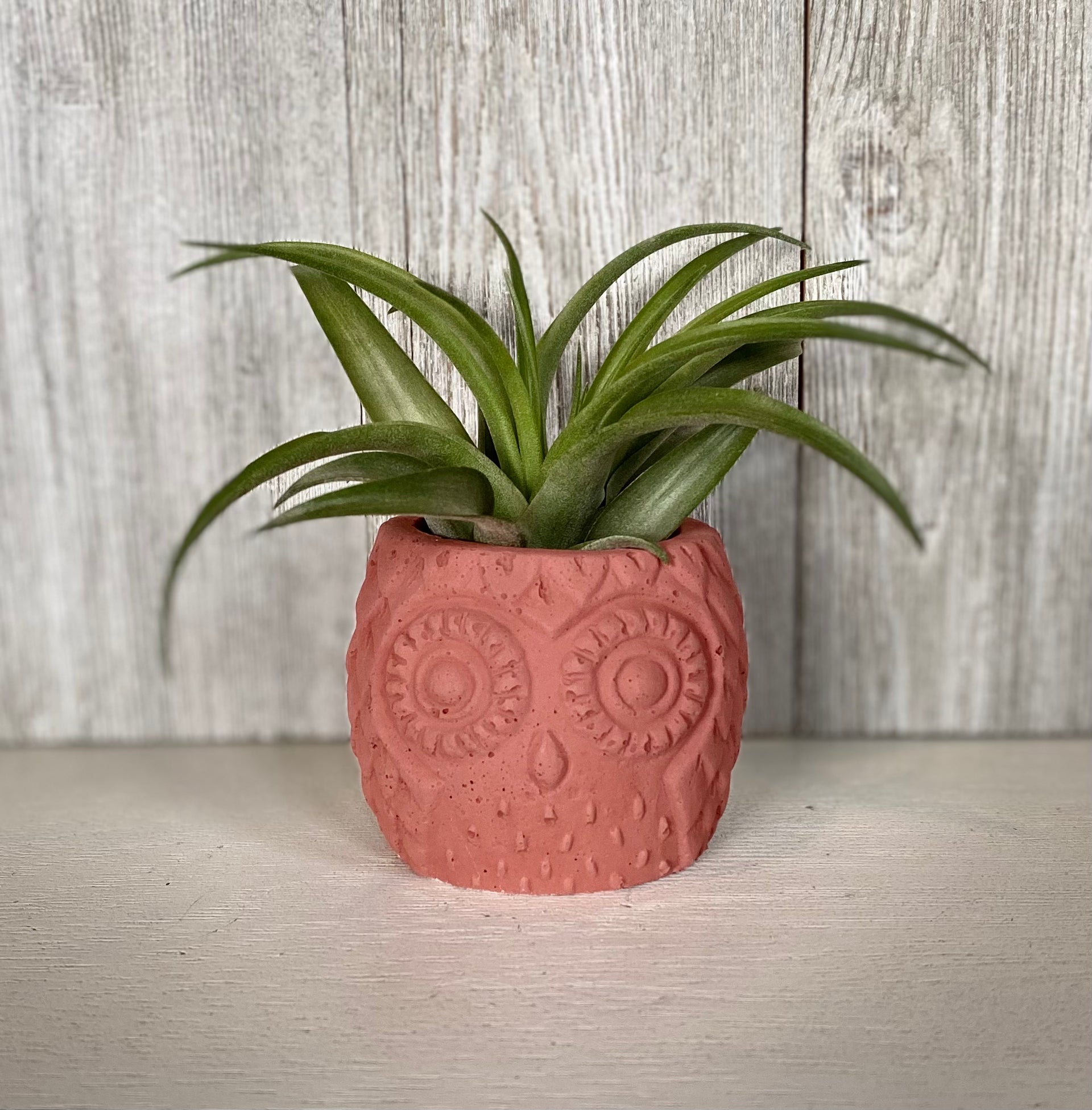 succulent owl planter Concrete Owl Planter – Concrete Jungle 208